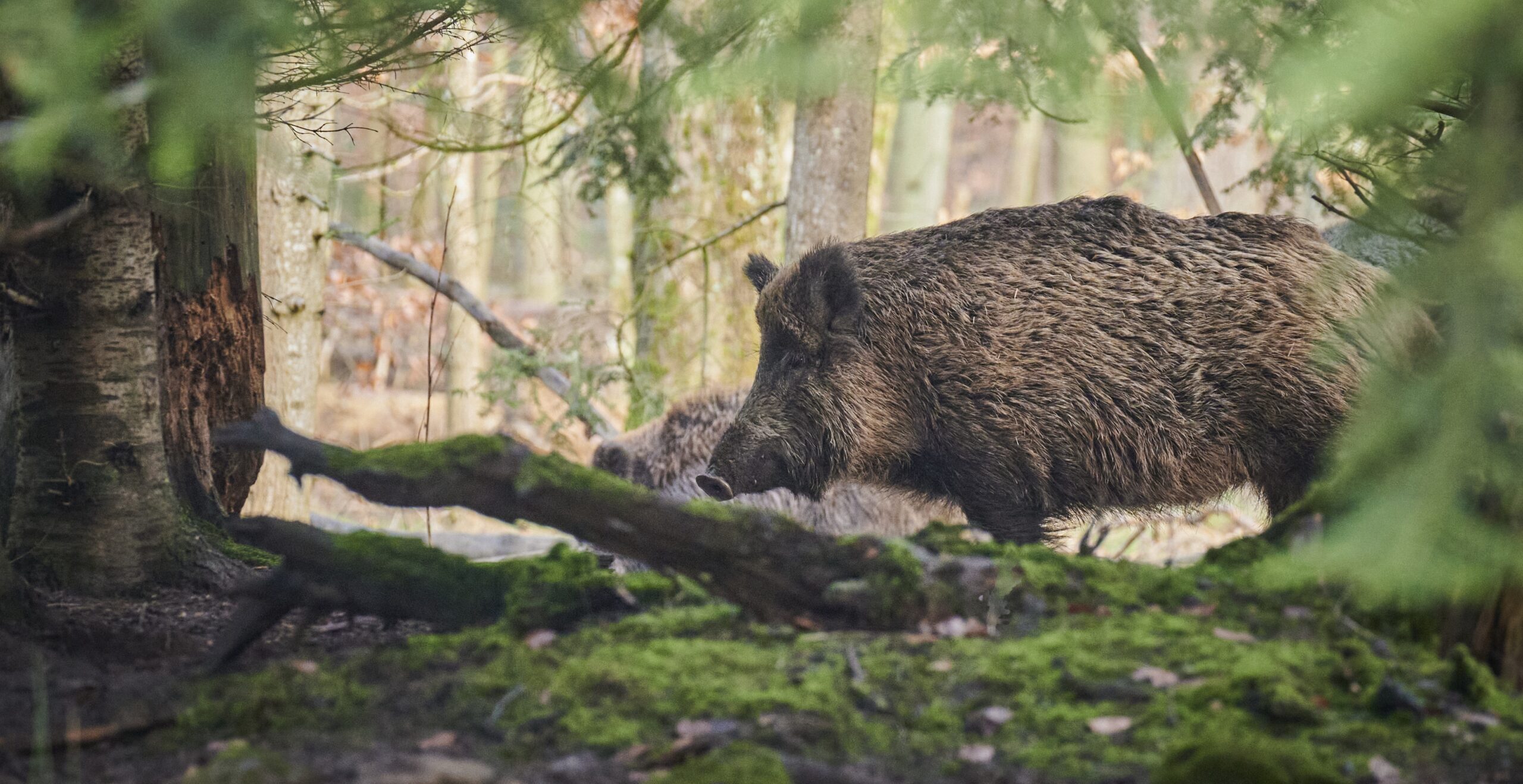 animal 6909689 scaled e1751484039256