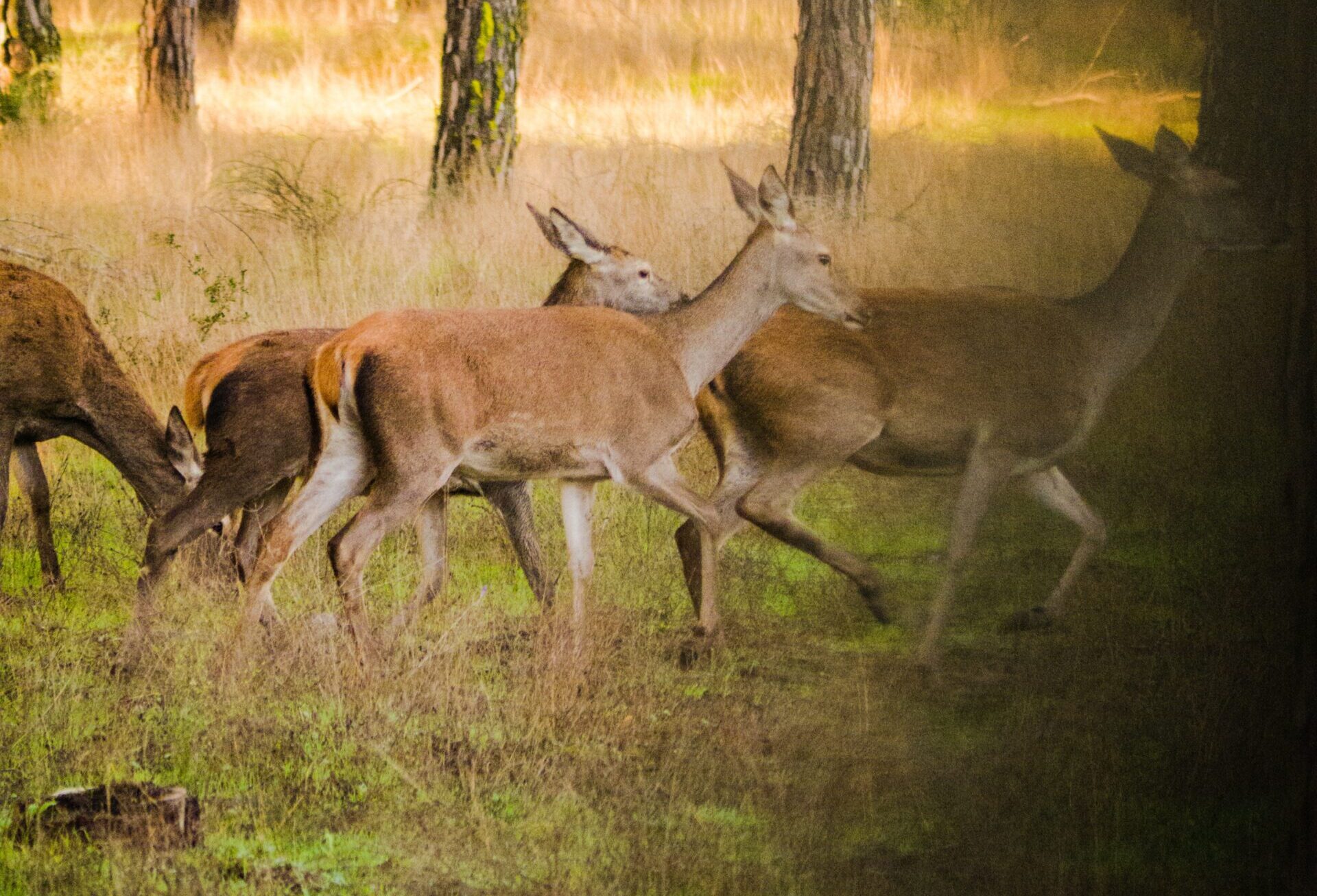 deer 3842134 scaled e1751483503385