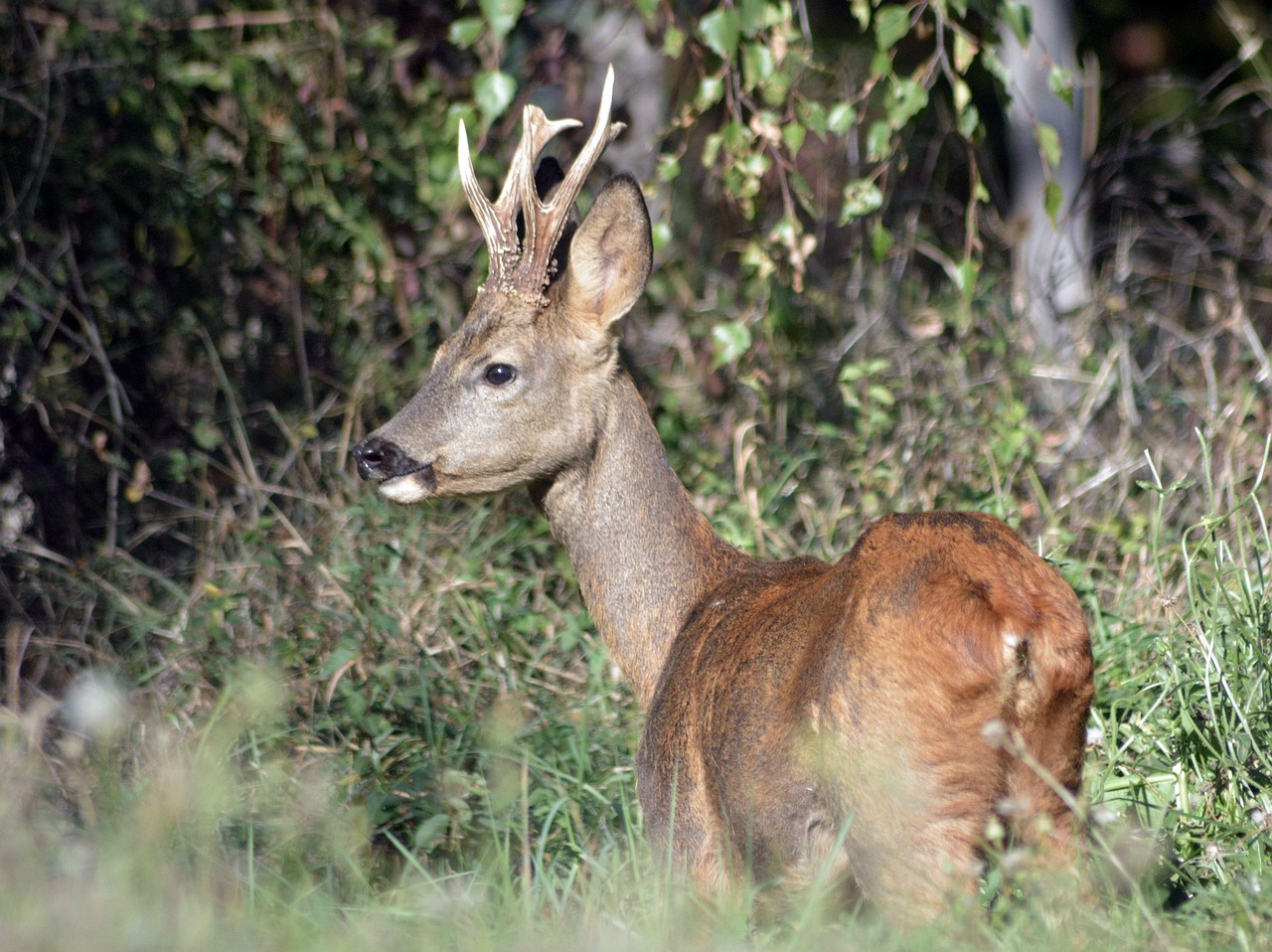 roe deer 8840146_1280 1